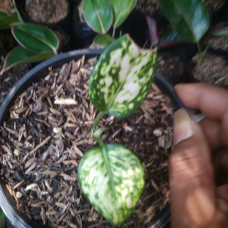 aglonema super white ukuran baby