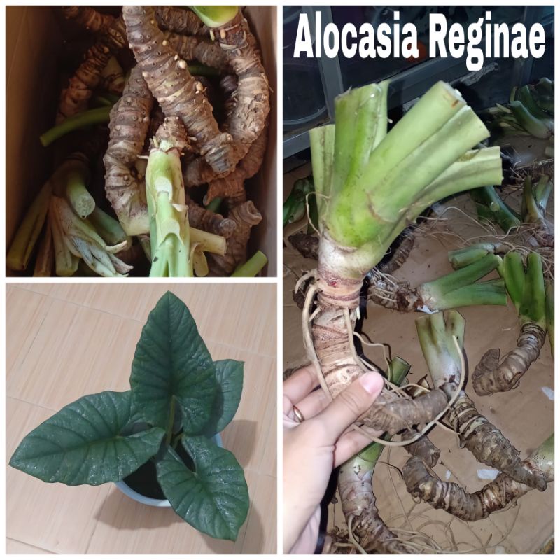 Bonggolan Alocasia Reginae Per KG
