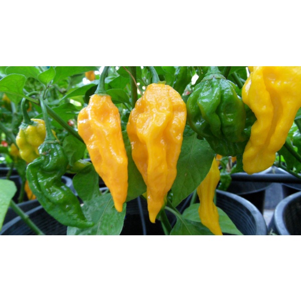 Benih Bibit Biji - Cabai Fatalii Yellow Cabe Super Pedas Pepper Seeds