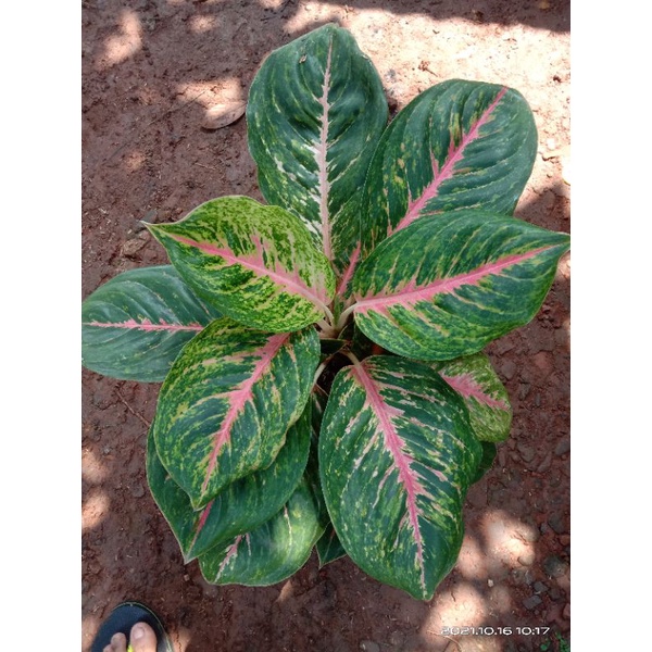 anakan/baby aglonema big papa