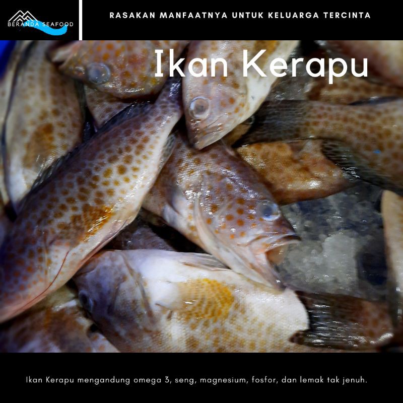 

Ikan Kerapu Segar (kualitas super premium)