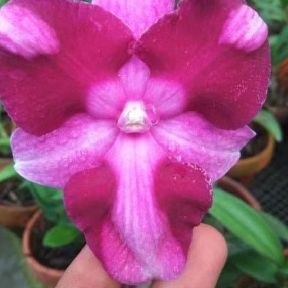 TERMURAH Anggrek king dragon princess