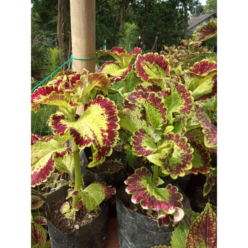 miana Arjuna berakar