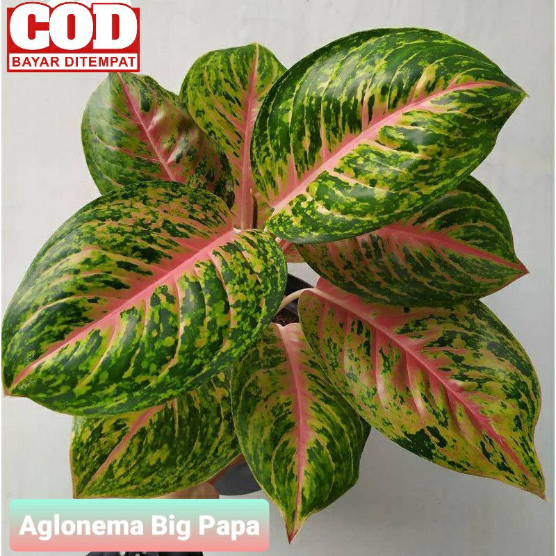 Tanaman Hias Aglonema Big Papa Indukan JUMBO