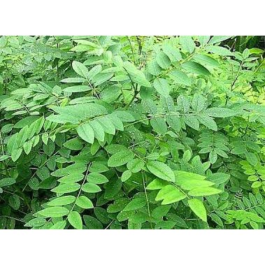 benih indigofera