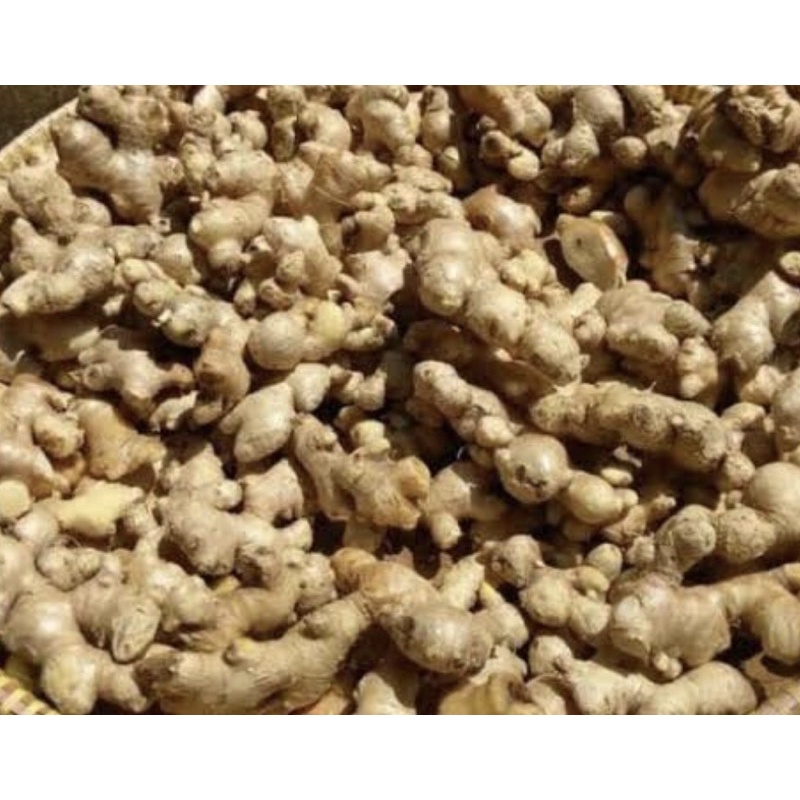 

JAHE EMPRIT/1kg/JAHE Pedas alami LOKAL/JAHE PEDAS/JAHE FRESH....MURAHHHHH 1KG