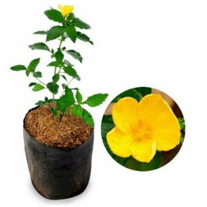 Tanaman Hias Yolanda Kuning