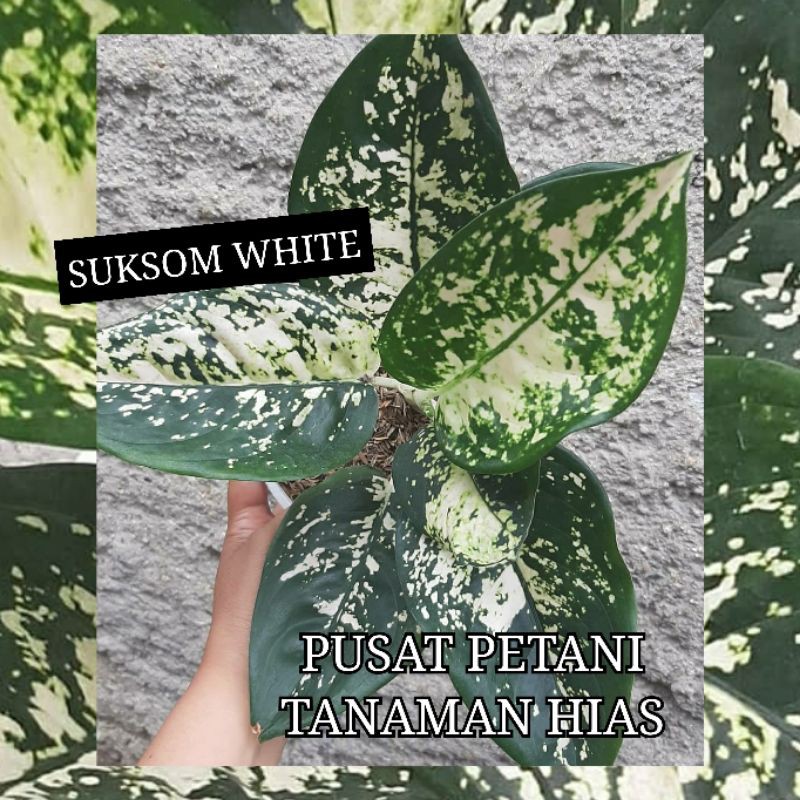 Bibit aglonema bonggol Suksom white