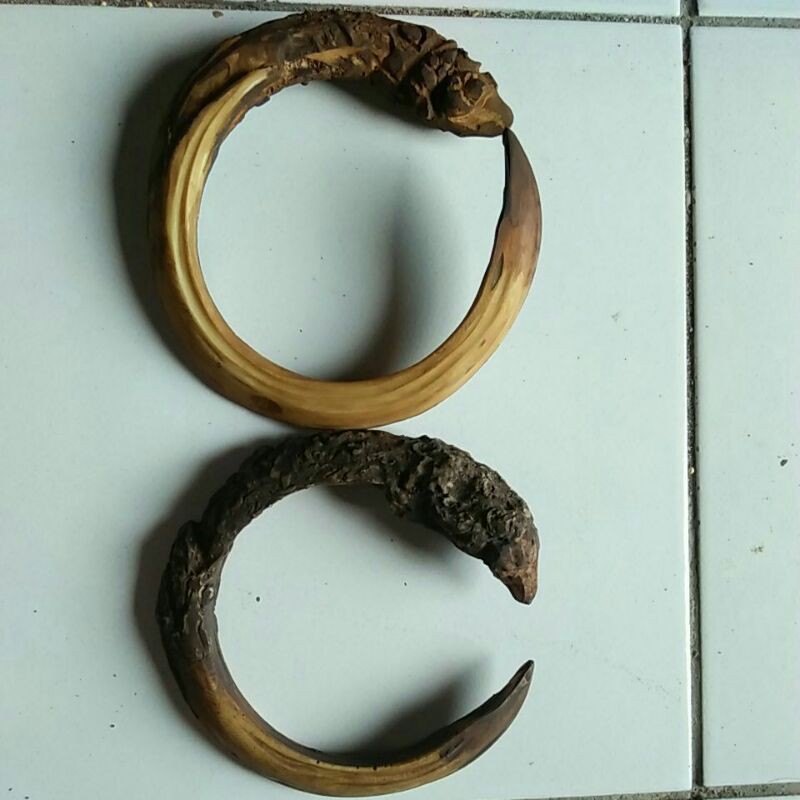 taring babi melingkar mati ngurak kalung etnik koleksi suku dayak