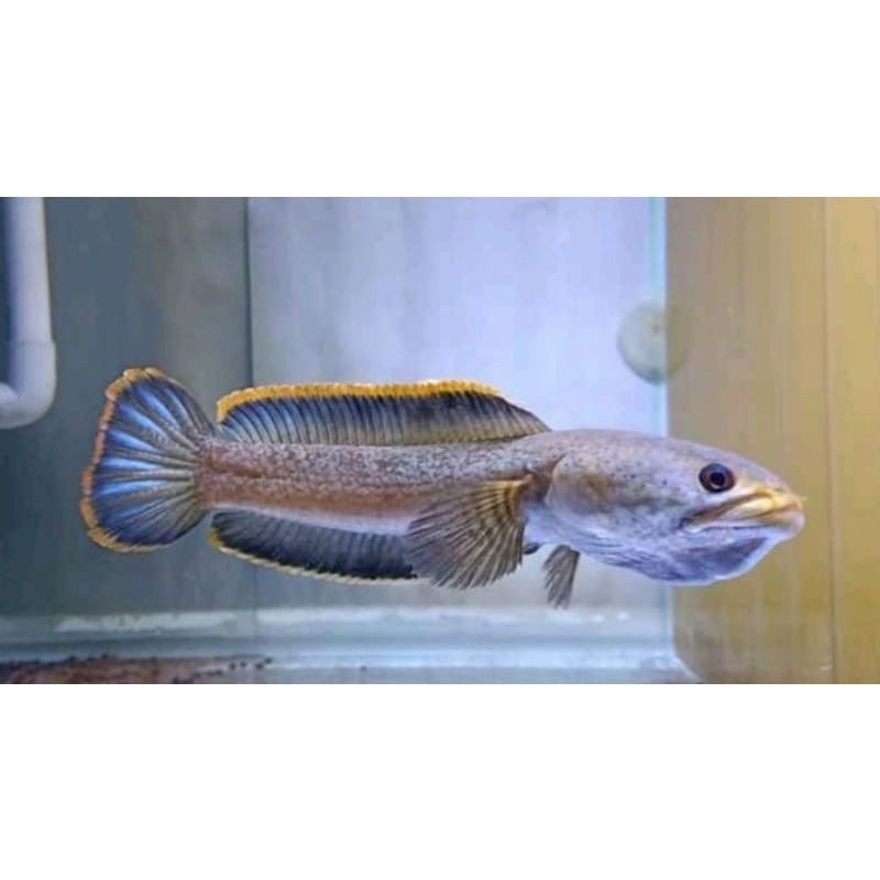 limbata asli pegunungan, 8-10 cm, lincah dan sehat, rim merah dan kuning