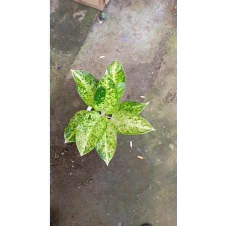 aglonema bigroy putih