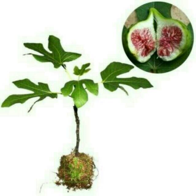 

Bibit tin green yordan