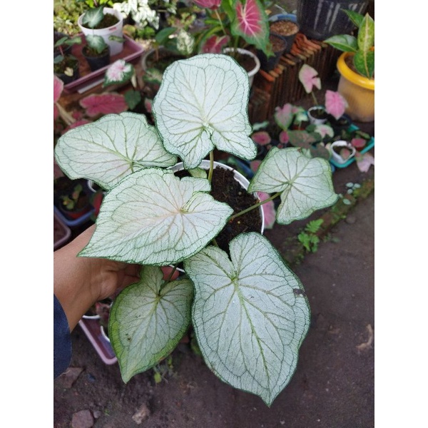 caladium white jaguar daun ganda remaja