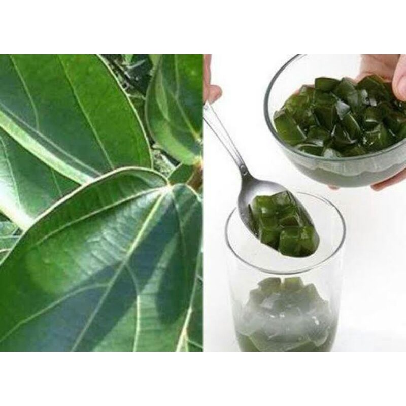 

DAUN CINCAU SEGAR 500gr HIJAU PERDU SIAP PETIK KEKEBUN