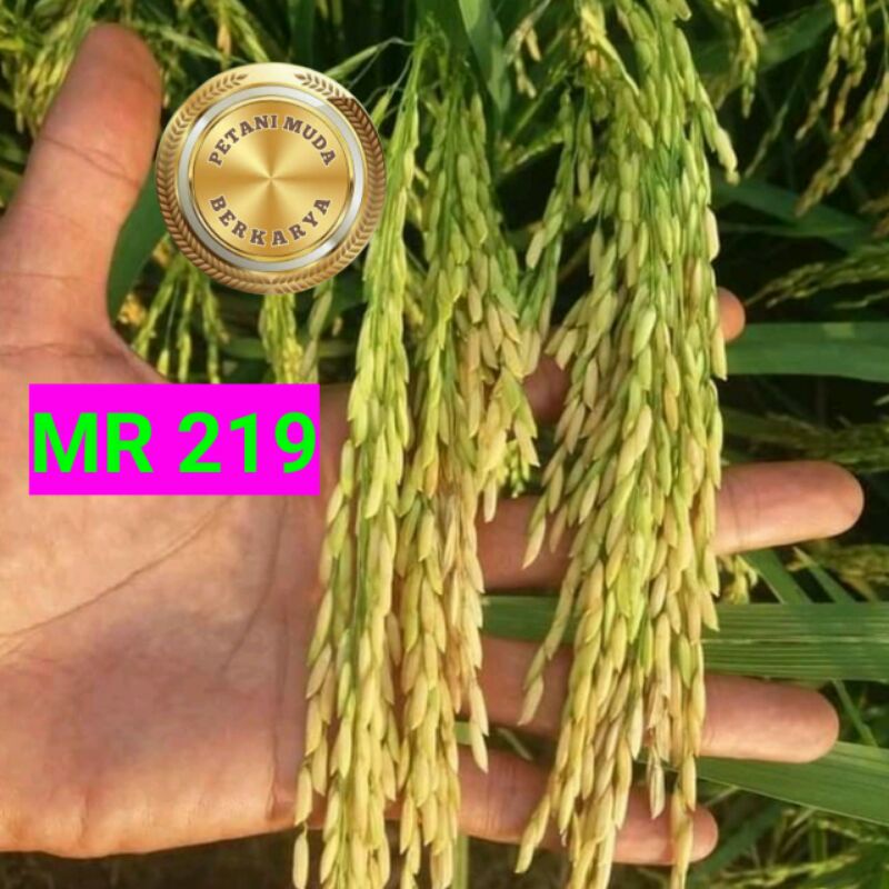 Benih Padi MR 219 Malaysia hasil terbanyak di antara varian jenis Mr nasi pulen enak gabah bening