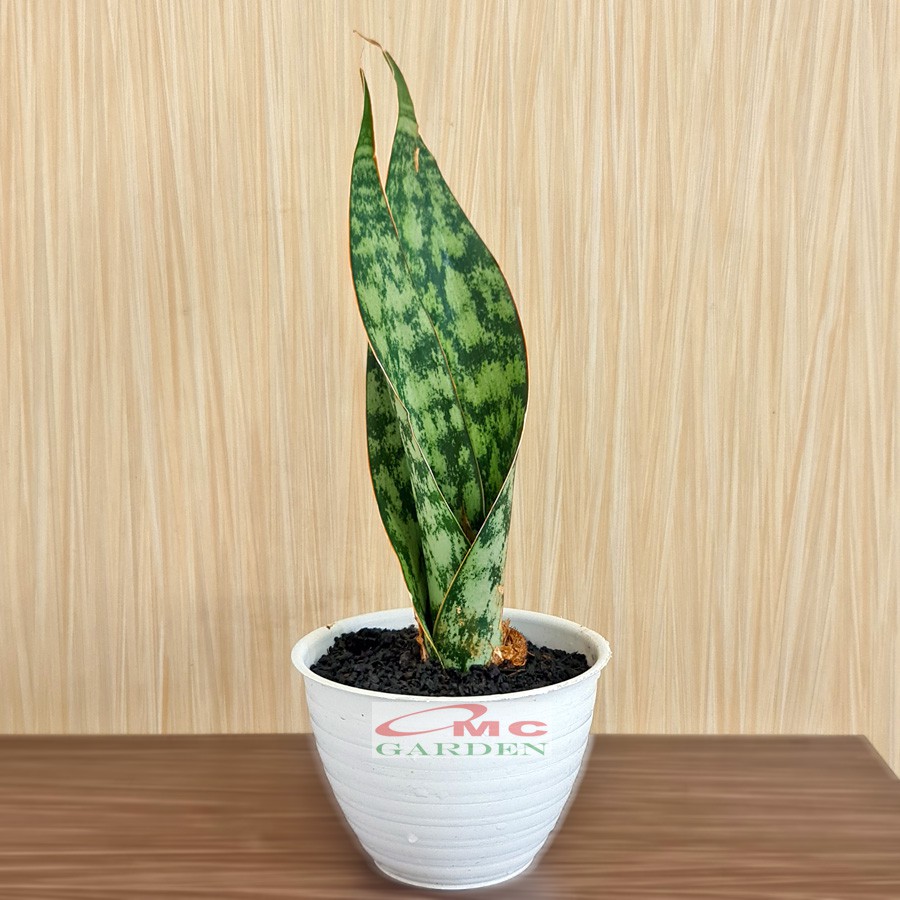 Lidah Mertua Sansevieria Sansivera Sansiviera Sansiviera Sensiviera Futura Hijau Tua Zebra 2030