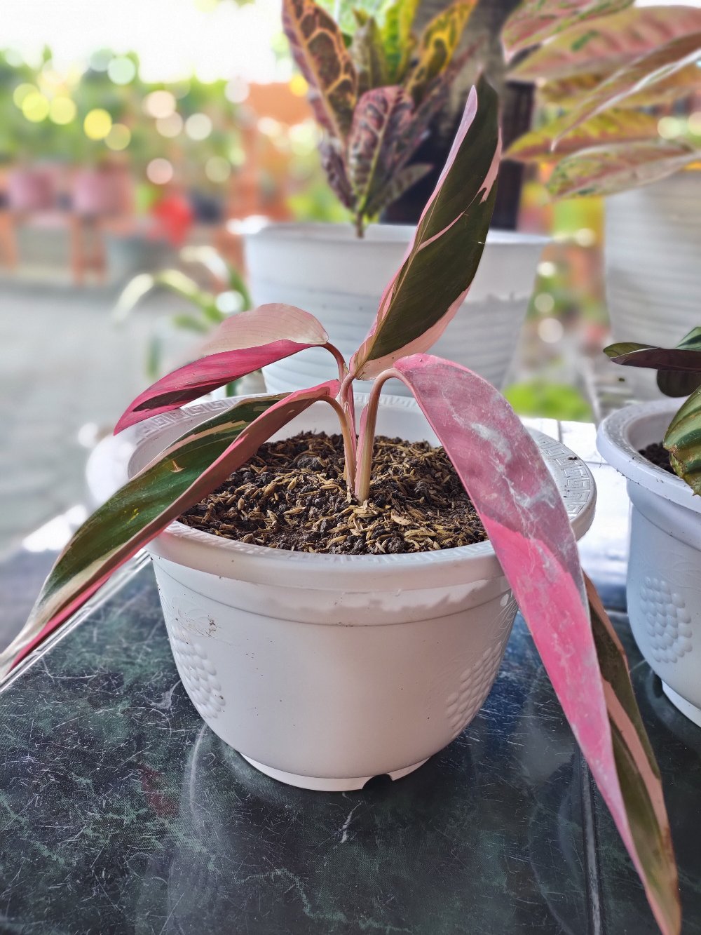 Tanaman Hias Bunga Calathea Multicolour, Tricolor Atau Meranti Bali Murah