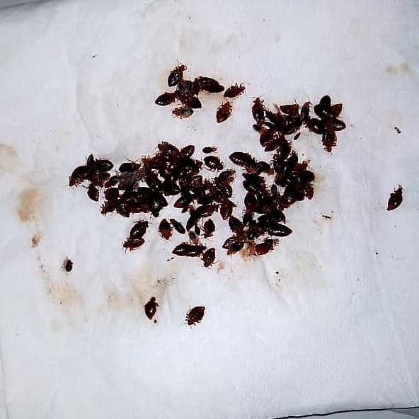 Terbaru Basmix Racun Pembasmi Kutu Busuk - Obat Anti Tungau Di Kasur & Sofa