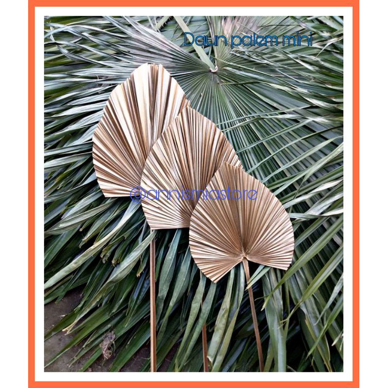 Jual PROMO#DAUN PALEM KERING MURAH MINI / DRIED PALM DEKORASI PALEM ...