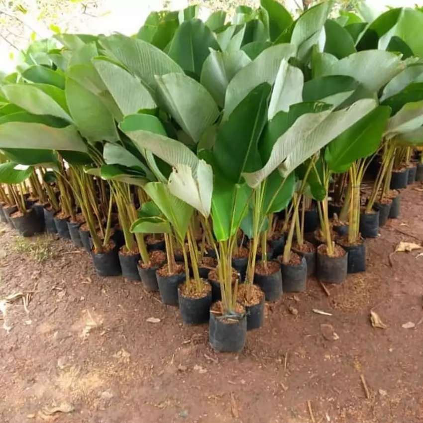 Bibit Tanaman Hias Calathea Luthea Calathea Pisang