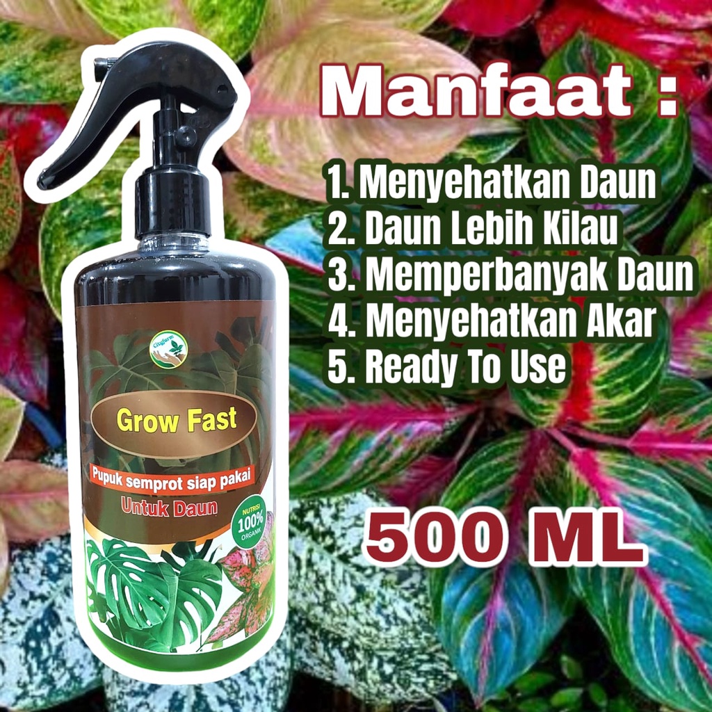 Pupuk Daun Organik Grow Fast Untuk Aglonema Dan Semua Tanaman Hias