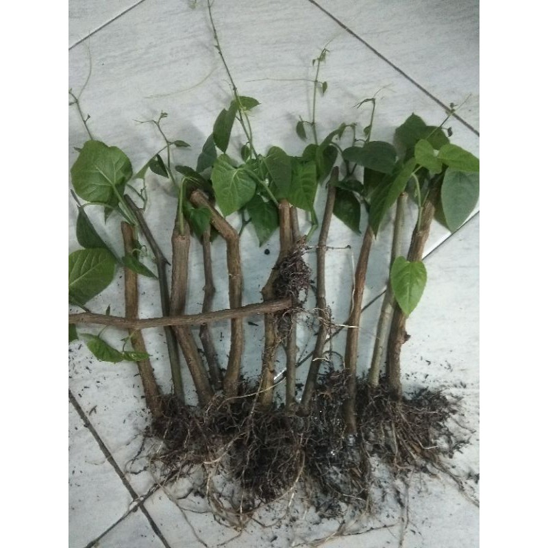 Ready, Benih stek ivy curtain garansi tanpa polibag akar gantung merah rambat tanaman merambat