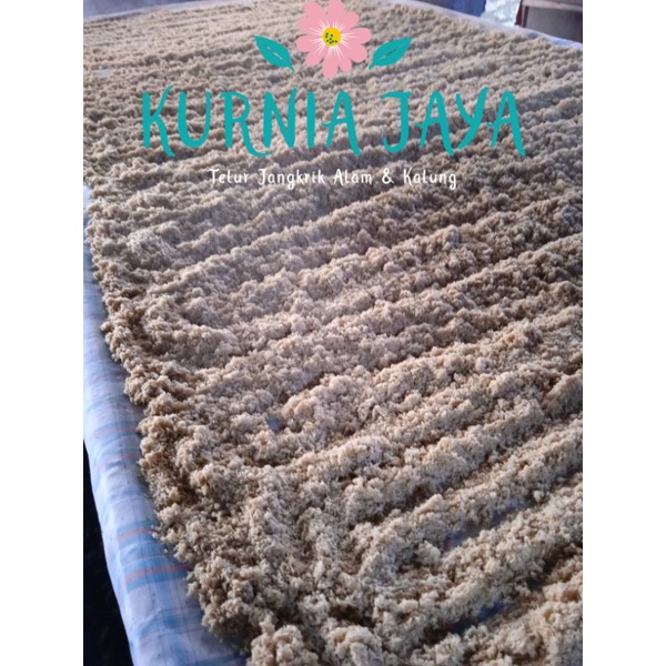 Telur Jangkrik Alam Cliring 1 kg