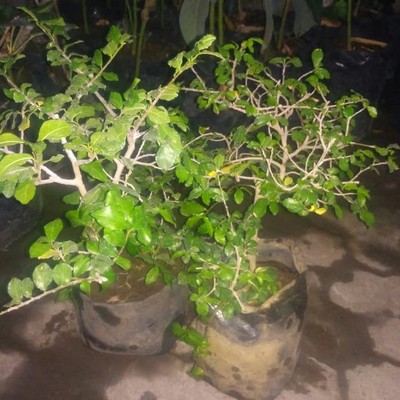 BIBIT BONSAI SERUT