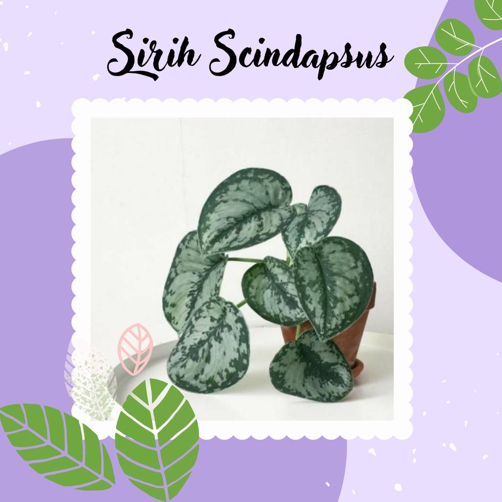 Tanaman Hias Sirih Scindapsus Tanaman Sirih Bunga Hias Sirih Scindapsus