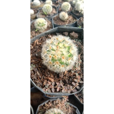 Kaktus mammilaria carmenae/kaktus ownroot/kaktus pasaman