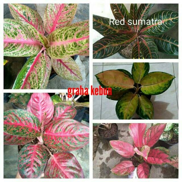 Aglonema import paketan 5 jenis