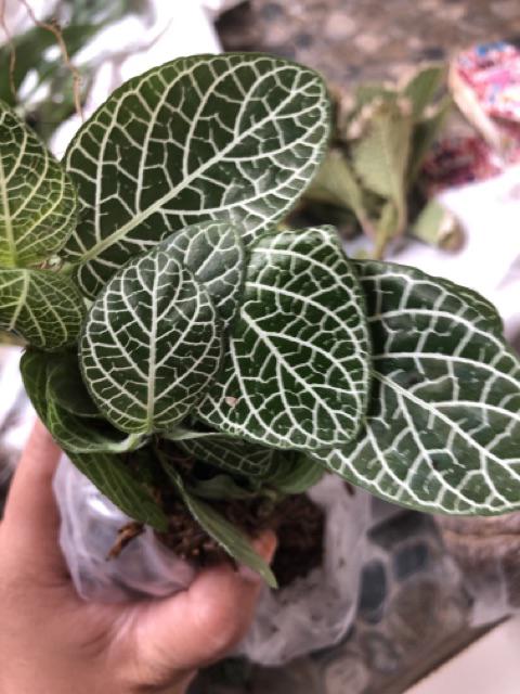 Tanaman Fittonia Albivenis Garis Putih Ukuran Kecil