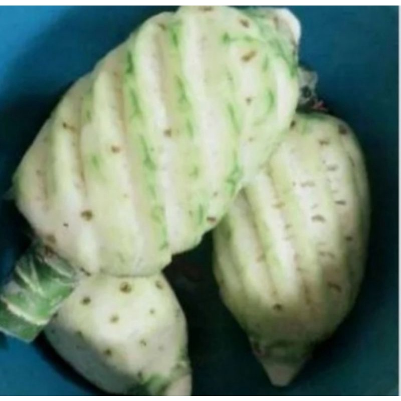 

nanas muda pelancar haid