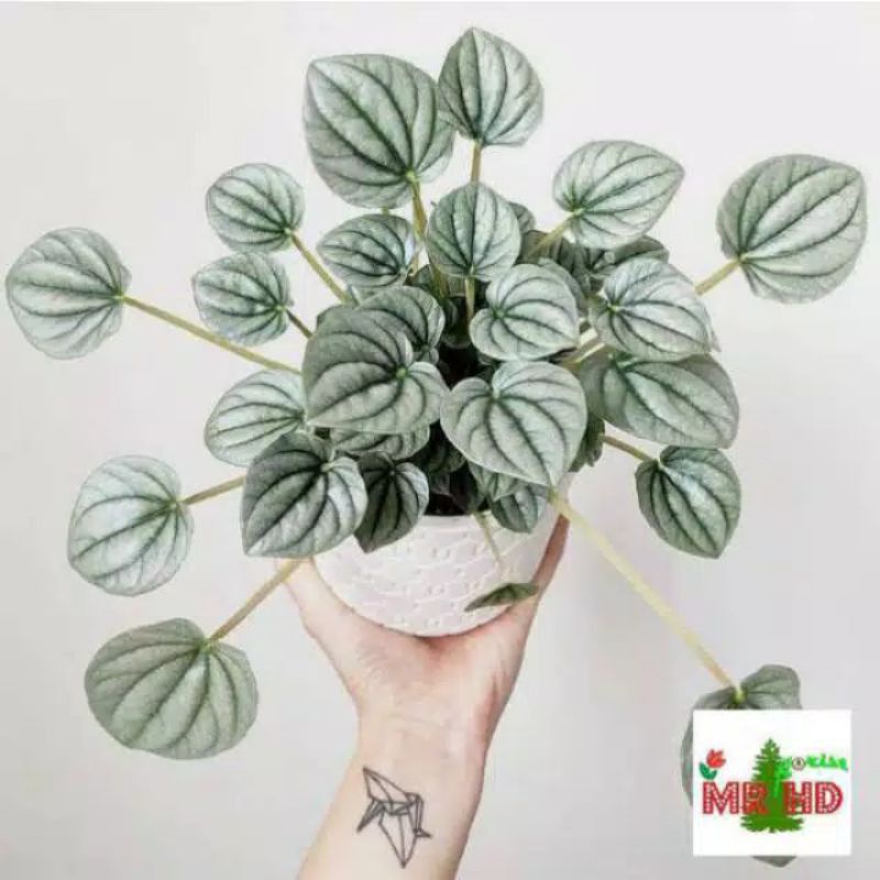 TANAMAN HIAS PEPEROMIA SILVER//PEPEROMIA