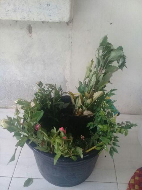 Tanaman Hias Bunga Dahlia Merah