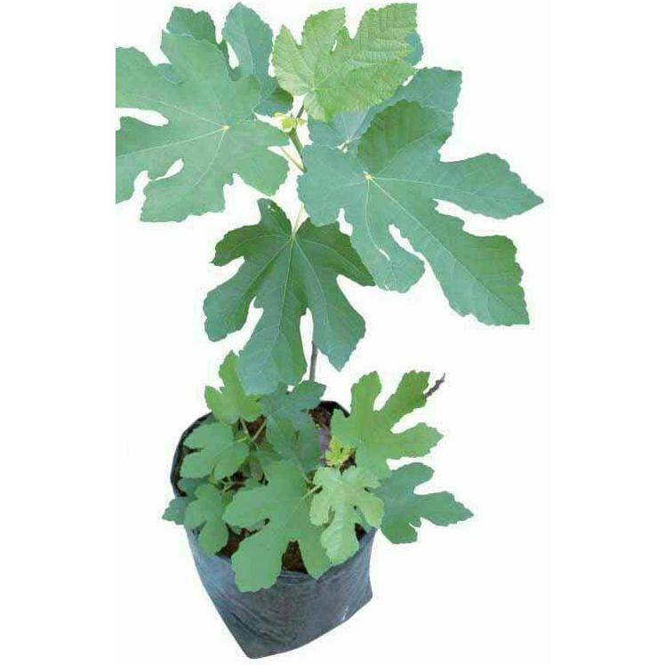 Clr Bibit Tanaman Buah Ara Tin Purple Jordan Segar