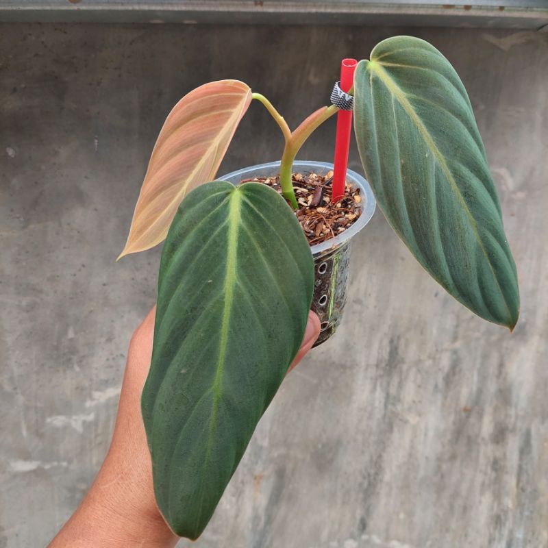 philodendron gigas tanaman hias koleksi