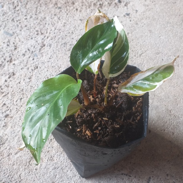 Calathea Tissue White Fussion