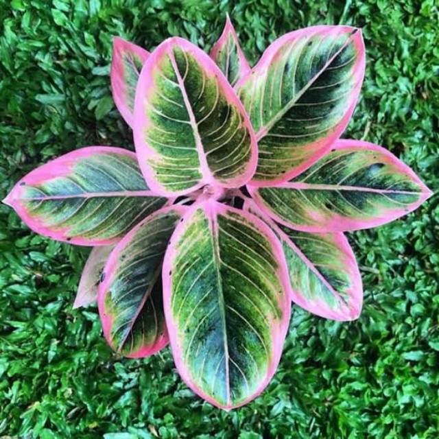 istinurfadilahwahyudin