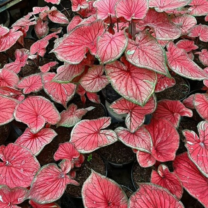 caladium red jaguar/keladi red jaguar