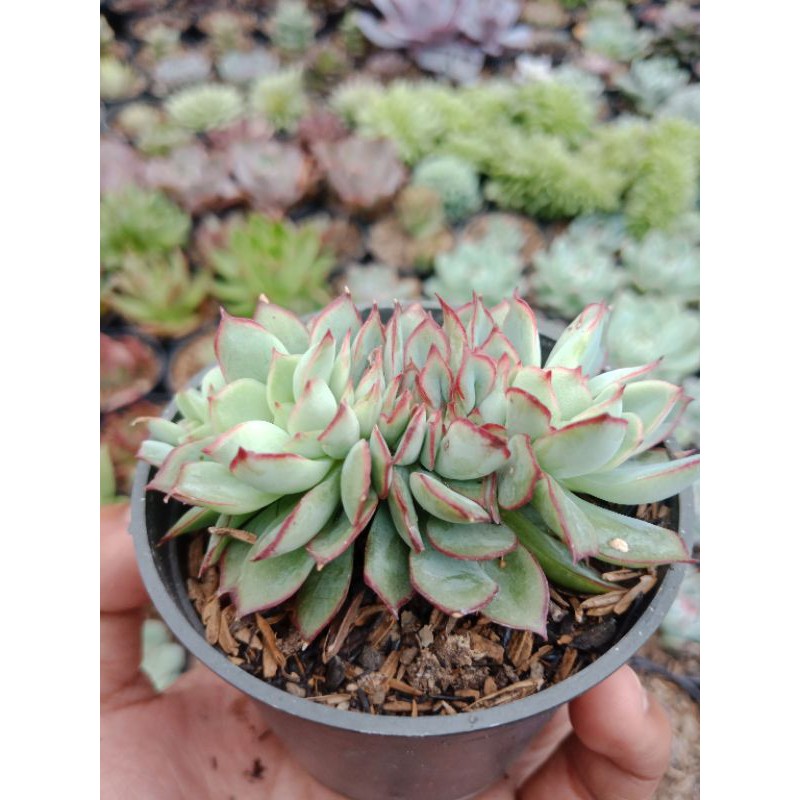 Echeveria Pulidonis Cristata - Sukulen Bandung