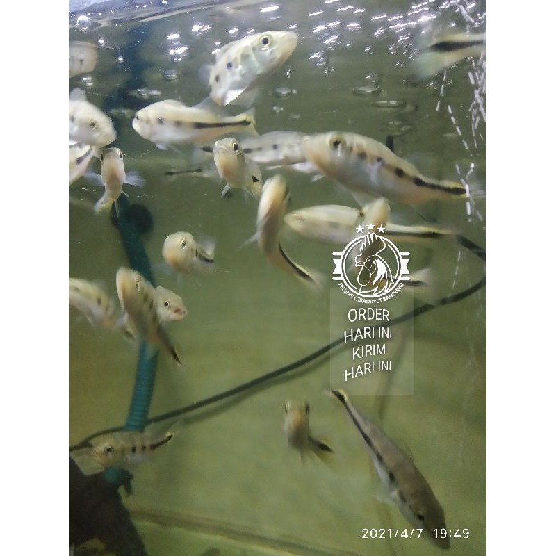 ikan peacock bass monoculus/Pbass Mono 7_8_9_10 cm  calon mantebb