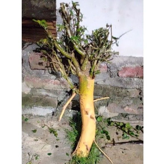 Bahan Bonsai Serut besar 2 kg