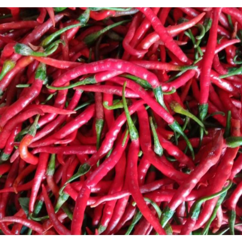 

CABE KERITING MERAH / PALING TERMURAH 1 KG