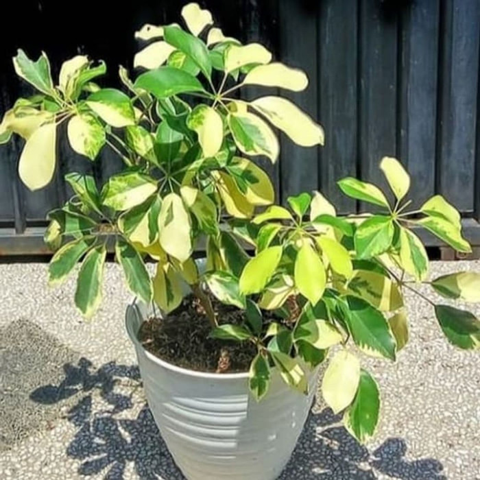 Tanaman hias Walisongo Varigata - pohon Walisongo Varigata