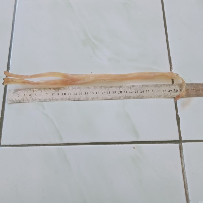 

Otot sapi kering harga per 5cm