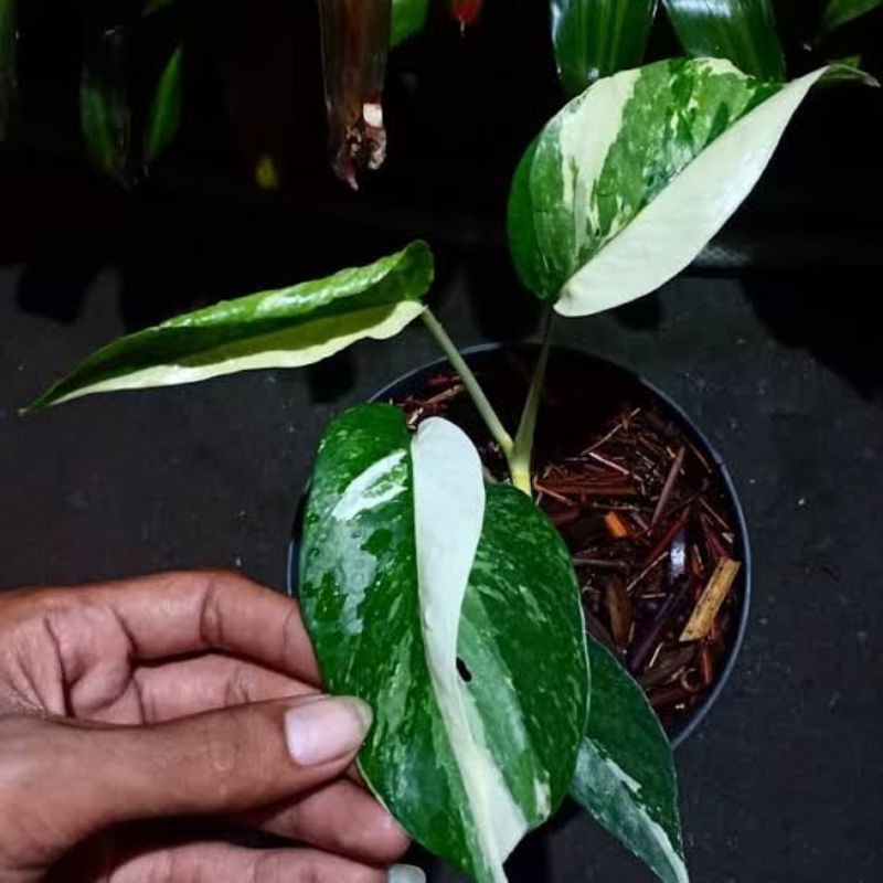 Tanaman Hias Epipremnum Pinatum Variegata