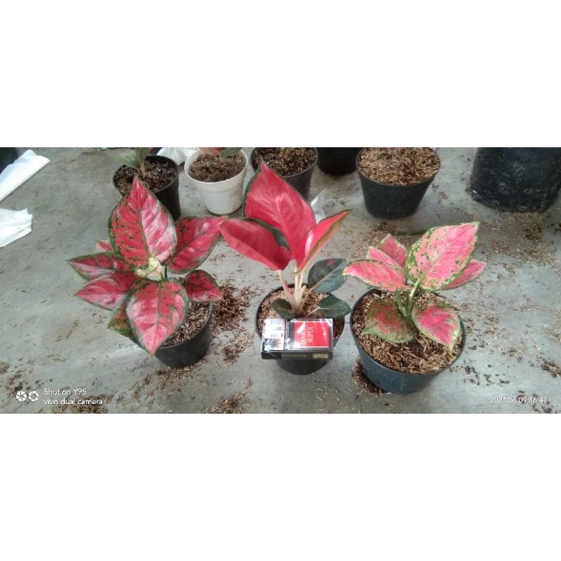 Paket 3 aglonema