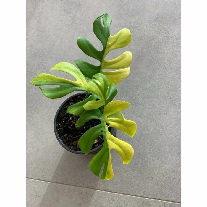 promo bibit bonggol Philodendron Minima Variegata langka