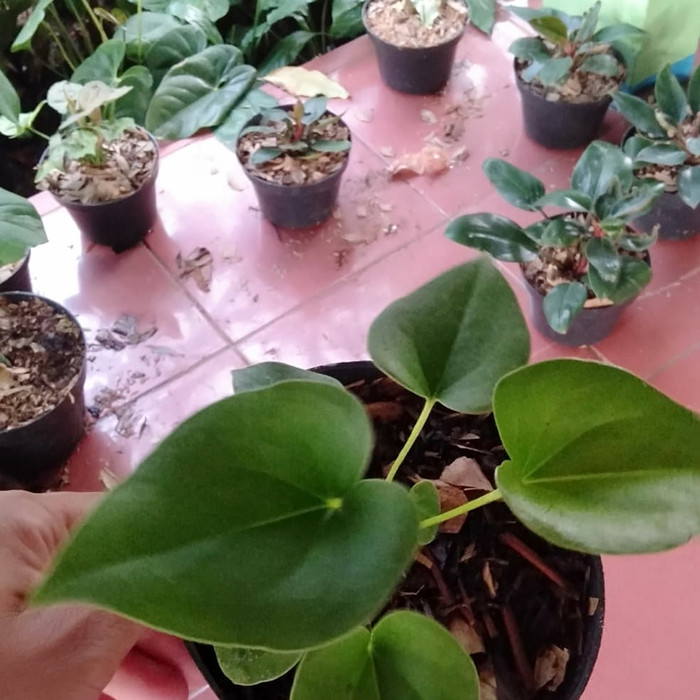 Tanaman Hias Anturium Corong